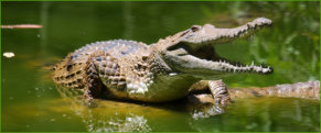 Freshwater Crocodile (Crocodylus johnstoni)