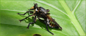 Robber Fly (Asilidae)
