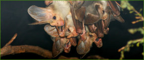 Gost Bats (Macroderma gigus)