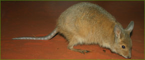 Rufous Hare-wallaby or Mala (Lagorchestes hirsutus)