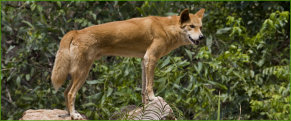 Dingo (Canis lupus)