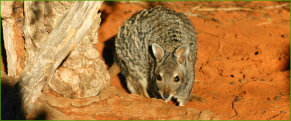 Banded Hare-wallaby (Lagostrophus fasciatus)