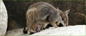 Allied Rock-wallaby (Petrogale assimilis)