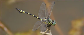 Australian Tiger Dragonfly (Ictinogomphus australis)