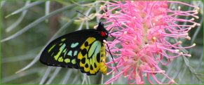 Cairns Birdwing butterfly male  (Ornithoptera euphorion)