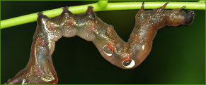Fruit Piercing Moth caterpillar (Eudocima fullonia)