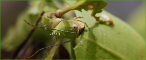 Spiny Leaf insect fem. (Extatosoma tiaratum)
