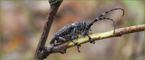 Acacia Longicorn Beetle (Penthea vermicularia or P. solida)