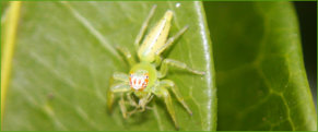 Northern Green Jumping Spider (Mopsus mormon)