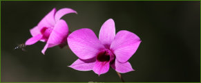 Cooktown Orchid (Vappodes phalaenopsis)