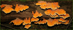 Bracket Fungi (Ganoderma spp)