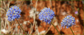 Blue Pincushion (Brunonia australis)