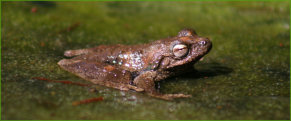 Green-eyed frog (Litoria (serrata) genimaculata)