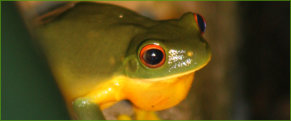 Northern Red-eyed Tree Frog (Litoria(chloris) xanthomera)