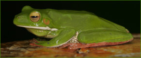 Giant Tree Frog (Litoria inffafrenata)