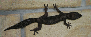 Robust Velvet Gecko (Oedura robusta)