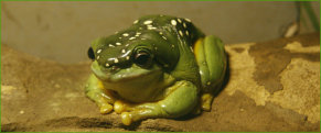Magnificent Tree Frog (Litoria splendida)