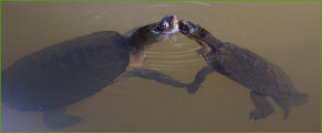 Saw-shelled Turtles (Elsaya latisternum)