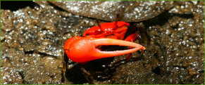 red-clawed crab (Uca flammula)