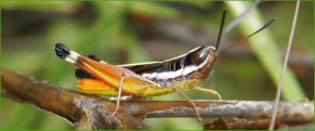 Grasshopper, FNQ