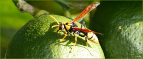 Large Mud-nest Wasp (Abispa splendida) introduced